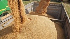 افزایش نرخ گندم قیمت نان و ماکارونی را ۲ تا ۴ برابر افزایش میدهد