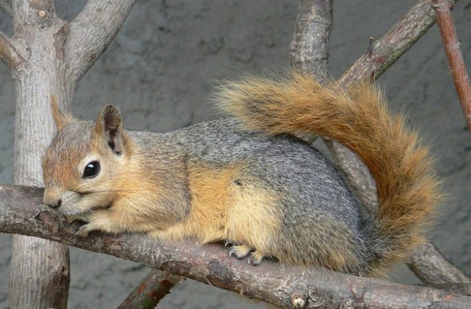سنجاب ها تجارت سیاه زاگرس