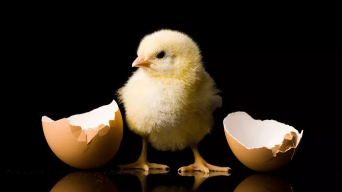 مرغ اول آمد یا تخم مرغ؟