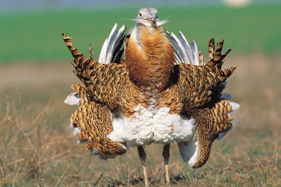 چیرگ «میش مرغ» پرنده افسانه ای در آستانه انقراض/مشاهده تنها ۲۵ قطعه