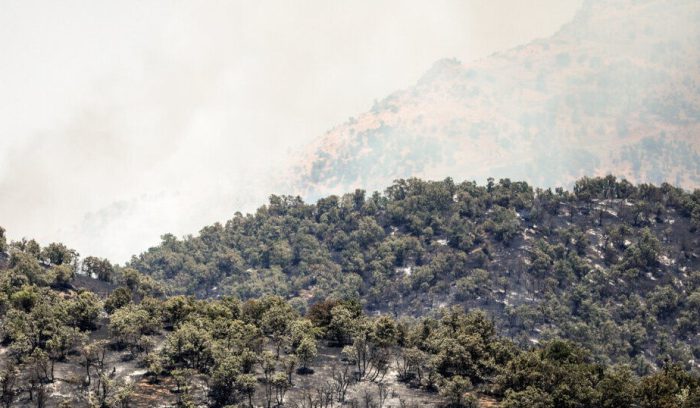 ۵۰ هکتار از جنگل‌های آلان سردشت در آتش سوخت