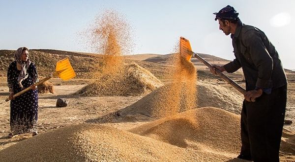 بوکان رتبه نخست تولید گندم در آذربایجان‌غربی