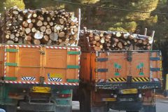 ۵۳ تن چوب قاچاق در مهاباد کشف و ضبط شد